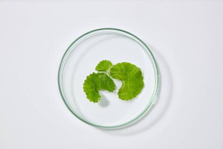 Photo for Template for branding cosmetics from gotu kola ingredient - Glass petri dish with gotu kola leaves on white background. Top view, flat lay. Natural extract - Royalty Free Image