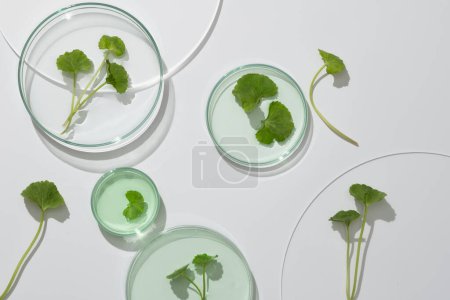 Photo for Scene for advertising cosmetic of natural extract - gotu kola leaves decorated on petri dishes on white background. Natural ingredient cosmetics good for skin - Royalty Free Image