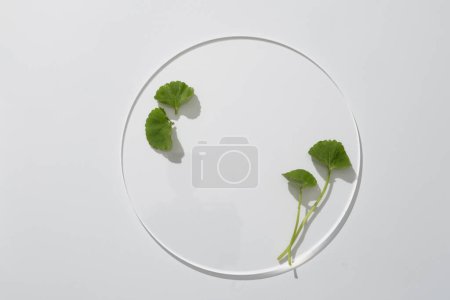 Photo for On a white background, round transparent podium is displayed with fresh gotu kola leaves. Natural skin care ideas, simple style for cosmetic ads from centella asiatica - Royalty Free Image