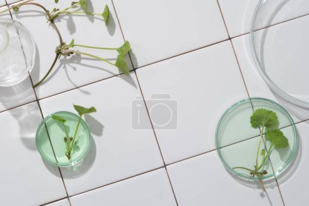Photo for Top view of gotu kola leaves decorated petri dish and blank space on white tile floor. Background for cosmetic product presentation. Natural cosmetics for the body and face. - Royalty Free Image