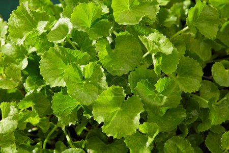 Photo for Natural scene with fresh green gotu kola leaves. Gotu kola is a natural extract ingredient widely used in cosmetics anti-inflammatory, acne treatment and anti-aging effects - Royalty Free Image