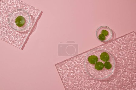 Téléchargez les photos : Contexte pour la présentation de produits cosmétiques - boîtes de Pétri et feuille acrylique décorée sur fond rose avec des feuilles de kola gotu. Cosmétique avec naturel gotu kola extrait concept - en image libre de droit