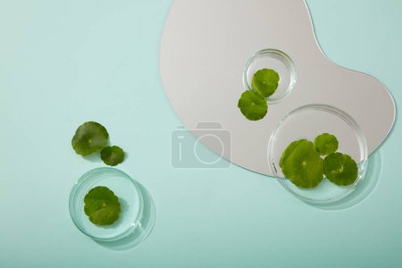 Photo for Scene for a product commercial featuring gotu kola component - fresh gotu kola leaves in petri dish and geometric mirror decorated on blue background. Copy space - Royalty Free Image