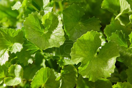 Photo for Beautiful background with fresh gotu kola leaves. Close-up of herbal leaves has many good uses for health and beauty. Natural ingredient for cosmetic, copy space - Royalty Free Image