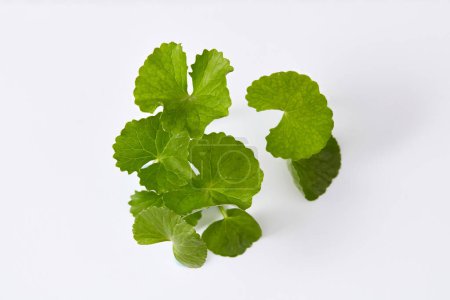 Photo for Advertising scene for cosmetic with fresh gotu kola leaves isolated on white background. Close up. Gotu kola extract is a natural beauty ingredient known for its beneficial effects - Royalty Free Image