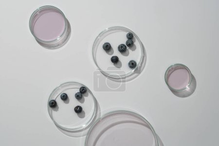 Top view of blueberries and essence in petri dish on white background. Blueberries are often used to beautify facial skin naturally, help whiten skin and anti aging