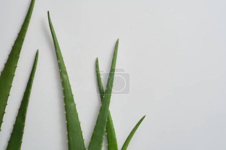 Foto de Hojas frescas de aloe vera decoradas sobre fondo blanco. Aloe vera tiene el efecto de estimular la síntesis de colágeno, mejorar la regeneración celular nueva, antienvejecimiento y prevenir arrugas. - Imagen libre de derechos