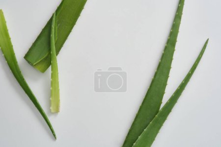 Foto de Marco mínimo con hojas frescas de aloe vera decoradas sobre fondo blanco. Aloe vera es conocido como un extracto natural que es bueno para la piel y el cabello, ampliamente utilizado en cosméticos - Imagen libre de derechos