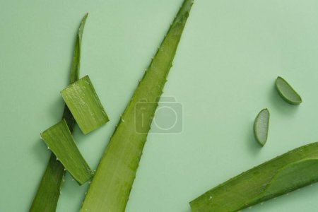 Téléchargez les photos : Feuilles et tranches d'aloe vera fraîches décorées sur un fond vert L'aloe vera est une plante succulente avec de nombreux avantages pour la santé et la beauté, en particulier pour la peau et les cheveux. - en image libre de droit