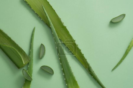 Vista superior de hojas frescas de aloe vera y rebanadas sobre fondo verde. Escena publicitaria con espacio para copiar el producto a partir de ingrediente natural - Aloe barbadensis