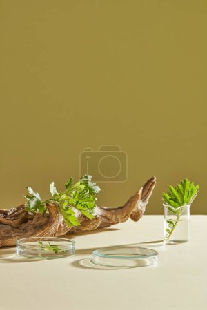 Minimal concept for display product with transparent podium, dry twig and mug-wort leaves decorated in lab glassware on brown background. Mug-wort extract for cosmetic using on skin, nature content