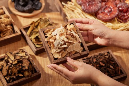 Female hand is holding a wooden tray containing Rhizoma Atractylodis macrocephalae. Blurred background with traditional chinese herbs.