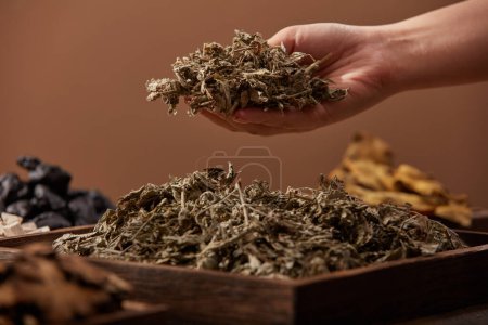 Photo for Female hand holding a handful of dried wormwood in brown background with traditional medicines. Wormwood has effect of regulating menstruation, treating colds and coughs, pregnancy, acne treatment. - Royalty Free Image
