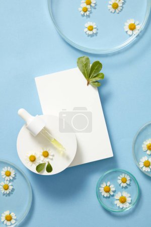 Minimale Produktpräsentationsszene mit leerem Podium, Mutterkraut (Tanacetum parthenium) auf Petrischale und grünen Blättern auf blauem Hintergrund. Mutterkraut-Extrakt hat eine Anti-Aging-Wirkung. Draufsicht, flache Lage