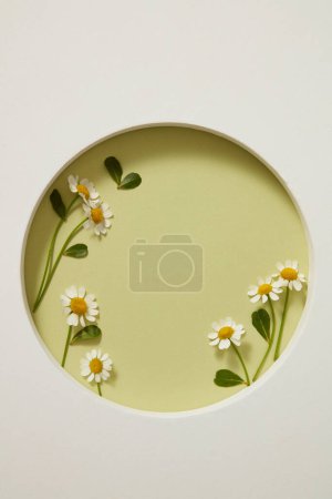 Top view of white geometric podium and fresh feverfew (tanacetum parthenium) on light green background. Space for display cosmetic product with feverfew - flowers have many uses in beauty.