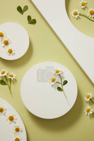 Photo for Top view of white geometric podiums, fresh feverfew flower and green leaves on light green background. Space for design. Advertising photo, flat lay. Tanacetum parthenium - Royalty Free Image