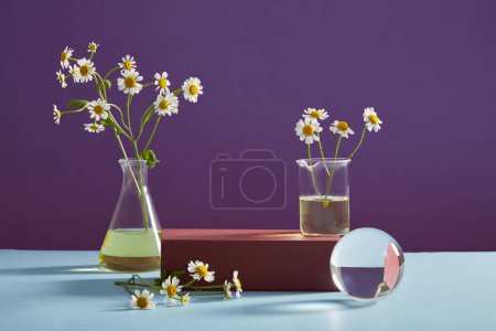 Empty podium, transparent ball, erlenmeyer flask containing essence and fresh feverfew on purple background. Platform for display cosmetic of feverfew extract. Minimal concept, front view.