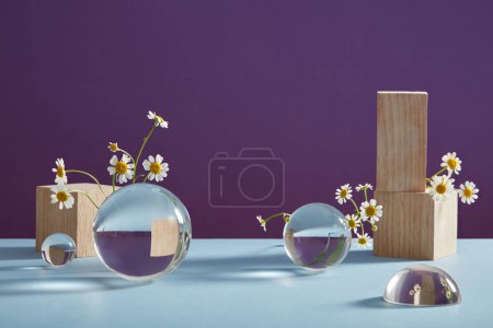 Minimal Art Hintergrund mit frischem Mutterkraut (Tanacetum parthenium), Holzklötzen und transparenten Kugeln auf violettem Hintergrund. Szene für die Werbung für kosmetischen natürlichen Extrakt. Frontansicht.