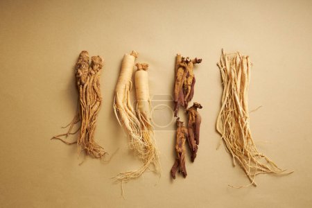 Scenes of 4 different types of ginseng on brown background, in order from left to right are: angelica sinensis, ginseng root, red ginseng root and codonopsis pilosula. Traditional Chinese herbs