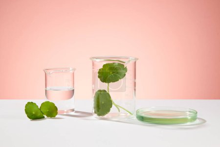 Photo for Front view of fresh gotu kola leaves and essence decorated on beaker and petri dish on pink background. Minimal concept for cosmetic of gotu kola extract, natural origin. - Royalty Free Image