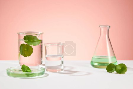 Photo for Minimal background for cosmetic of natural extract with laboratory concept. Fresh gotu kola leaves and essence on petri dish, erlenmeyer flask and beaker on pink background. - Royalty Free Image