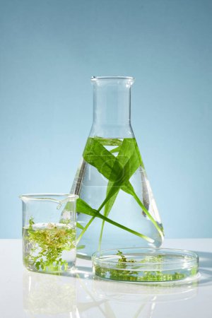 Photo for Front view of seaweed on erlenmeyer flask, beaker and petri dish on blue background. Scene for advertising cosmetic of seaweed extract, has the effect of treating acne, detoxing the skin, anti-aging. - Royalty Free Image