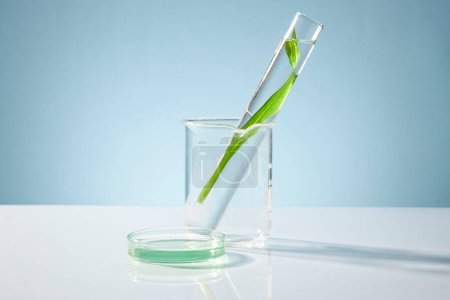 Fresh seaweed leaves on test tube, beaker and petri dish on blue background. Minimal concept for cosmetic product extracts of herbs and spirulina or seaweed.
