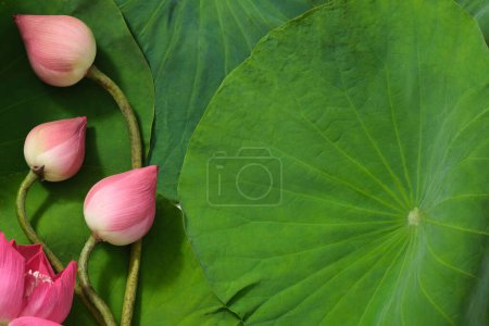 Photo for Top view of beauty background with fresh lotus flower, lotus buds and green leafs. Space for copy or design. Background for advertising products with lotus. (Nelumbo nucifera) - Royalty Free Image