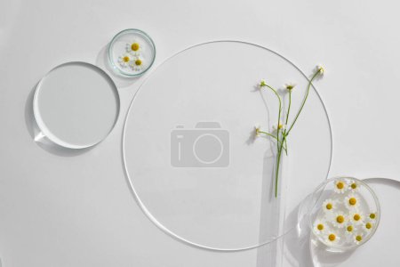 Top view of Matricaria chamomilla decorated on petri dish, transparent podiums. Space for product presentation. Mockup for design, beauty products concept.