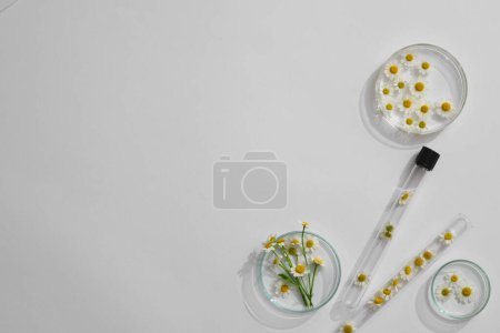 Photo for Matricaria chamomilla decorated in petri dish and with blank space in laboratory background for plants advertising. Cosmetics extract from camomile . Top view, flat lay. - Royalty Free Image