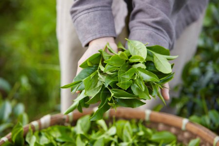 Téléchargez les photos : Main de fermier caressant des bourgeons de thé vert fraîchement récoltés. Les produits de thé vert sont très bénéfiques pour la santé et sont une boisson traditionnelle du peuple vietnamien - en image libre de droit