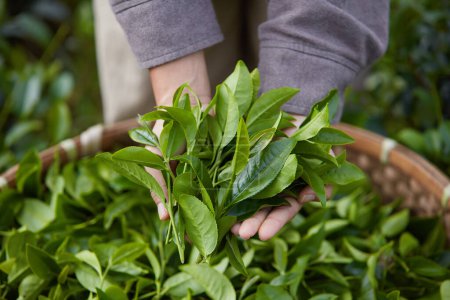 Vista superior de la mano del agricultor sosteniendo brotes de té verde recién cosechados. Los productos de té verde son muy beneficiosos para la salud y son una bebida tradicional del pueblo vietnamita.