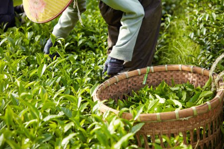 Foto de Imagen de un agricultor cosechando brotes de té a mano, junto a una canasta de bambú. Jardín de té verde al sol. Bebidas tradicionales vietnamitas. - Imagen libre de derechos