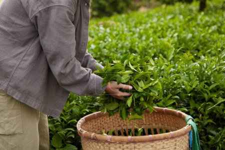 Téléchargez les photos : Gros plan sur la cueillette de thé par la main de fermier à Bao Loc, Vietnam, récolte tous les matins à la ferme biologique verte,. Feuilles de thé vert dans une plantation de thé le matin. - en image libre de droit