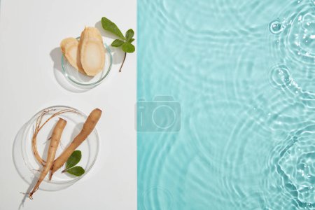 Photo for Top view of fresh ginseng and slices on petri dish, next to it is the water background with tiny ripples. Space for design. Ginseng has been used in traditional medicine. - Royalty Free Image