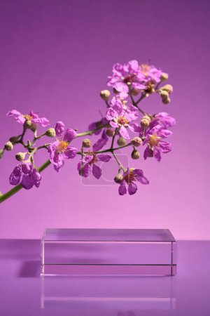 Foto de Un podio transparente vacío en forma de rectángulo que se muestra con una rama de flores púrpura. maqueta minimalista para exhibición de podio o escaparate - Imagen libre de derechos