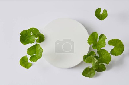 A white podium in round shape with vacant space and several Gotu kola leaves displayed around. Beauty product promotion extracted from Gotu kola (Centella asiatica)