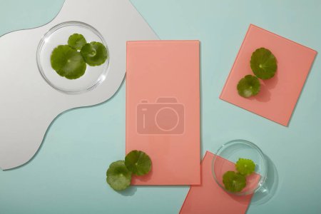 Photo for Vacant space on pink acrylic sheet is for product presentation, displayed with glass petri dish of Gotu kola (Centella asiatica) leaves and a mirror. Natural beauty concept - Royalty Free Image