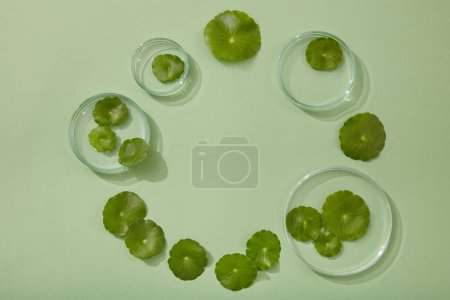 Photo for Glass petri dishes with different sizes and fresh Gotu kola leaves arranged in circle with a blank space in the middle. Product advertising of Gotu kola (Centella asiatica) extract - Royalty Free Image