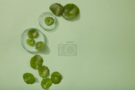 Photo for Over a pastel background, two glass petri dishes and several Gotu kola (Centella asiatica) leaves are decorated. empty space in the right side to display cosmetic product - Royalty Free Image
