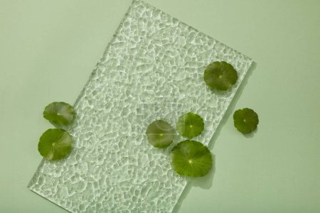 A rectangle transparent acrylic sheet displayed with some fresh Gotu kola leaves. Gotu kola (Centella asiatica) is commonly used as an herbal supplement