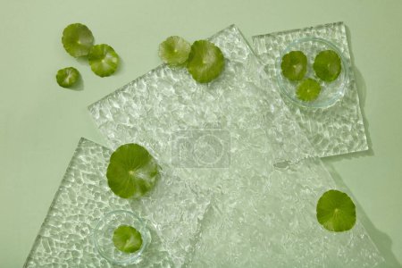 Flat lay of some transparent acrylic sheets decorated with fresh Gotu kola leaves. Gotu kola (Centella asiatica) has played a role in traditional medicine for centuries