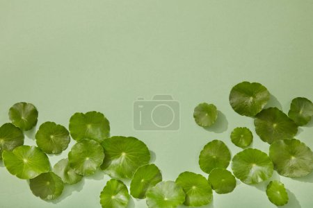 Several fresh Gotu kola (Centella asiatica) leaves are arranged against a pastel green background with empty space for banner or poster design. Minimal concept