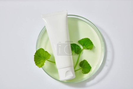 Photo for A white tube without label placed inside a glass petri dish with light green liquid and Gotu kola leaves. Gotu kola (Centella asiatica) promotes collagen production - Royalty Free Image