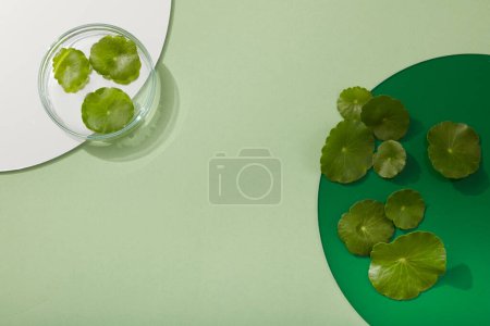 Photo for Top view of some fresh Gotu kola leaves arranged with white and green acrylic sheets. Blank space in the middle can be used to promote cosmetic product of Gotu kola (Centella asiatica) extract - Royalty Free Image