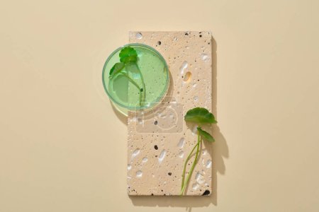 Foto de Una placa de Petri de vidrio de líquido verde y hojas frescas de Gotu kola exhibidas en un podio de piedra. Espacio en blanco para promover el producto extraído de Gotu kola (Centella asiatica) - Imagen libre de derechos