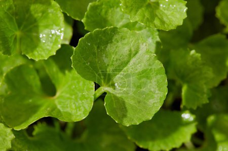 Photo for Fresh green several Gotu kola (Centella asiatica) leaves with a view from the top. Selective focus shoot. Nature and fresh herbal medicine concept - Royalty Free Image