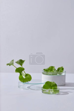 Foto de Algunas placas de Petri de vidrio que contienen hojas de Gotu kola dispuestas con un podio transparente. Gotu kola (Centella asiatica) se puede utilizar como ingrediente para productos cosméticos - Imagen libre de derechos