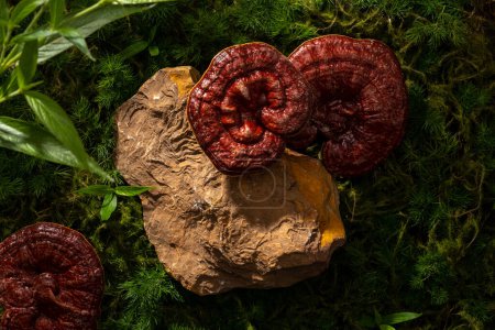 Photo for A block of stone with blank space for herbal product presentation. Decorated with Lingzhi mushrooms on green moss background. Lingzhi mushroom (Ganoderma Lucidum) helps boost the antioxidant status - Royalty Free Image