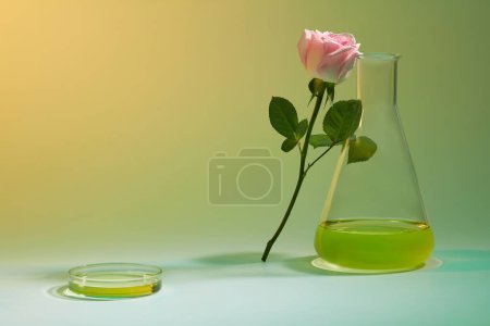 A Rose branch leaning on an erlenmeyer flask decorated with a glass petri dish containing yellow fluid. Rose essential oil has a relaxing effect on many people